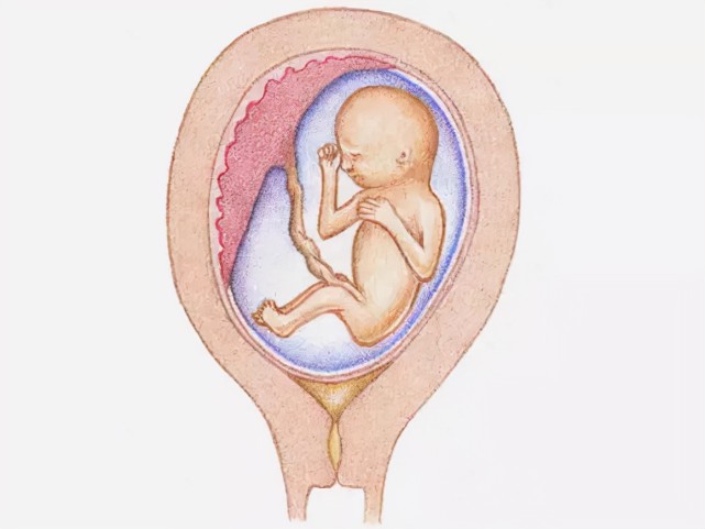 懷孕4個月(13-16周):可操縱的動作越來越多,毛髮生長,男女有別第十二