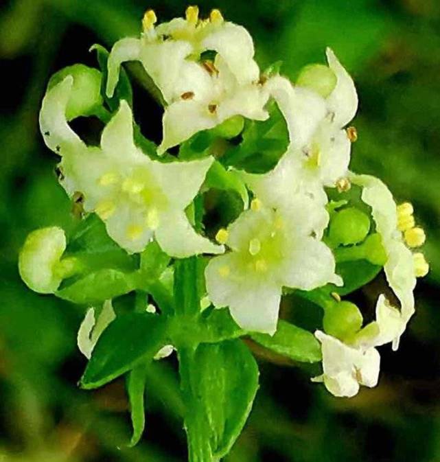 茜草花开秋曰长