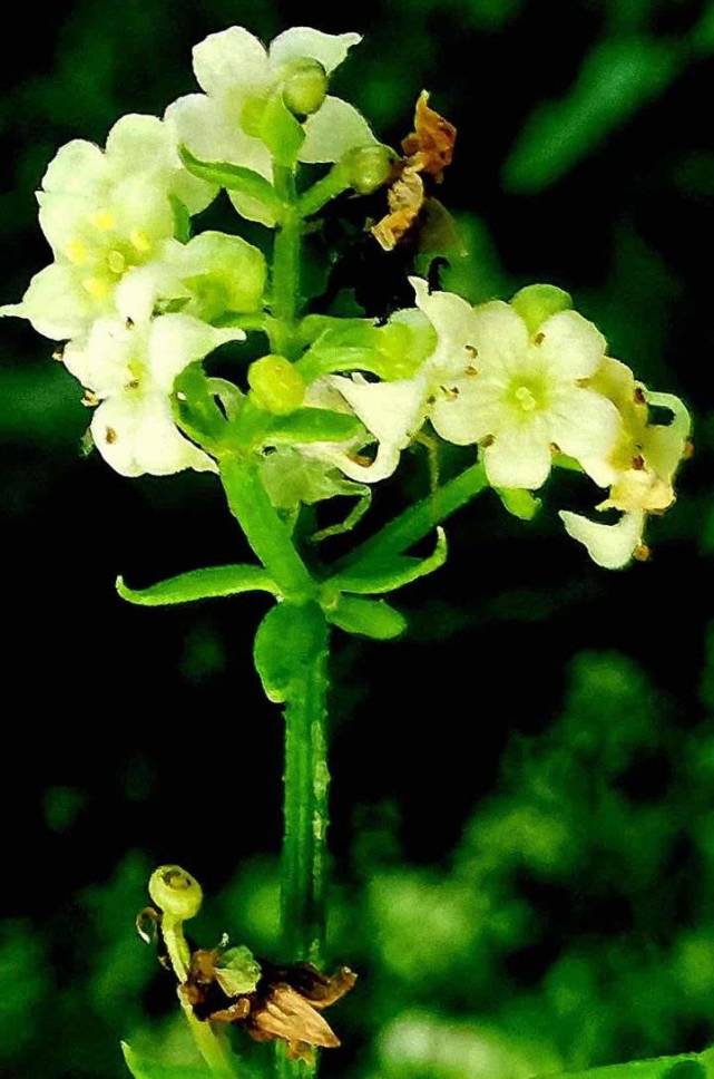 茜草花开秋曰长