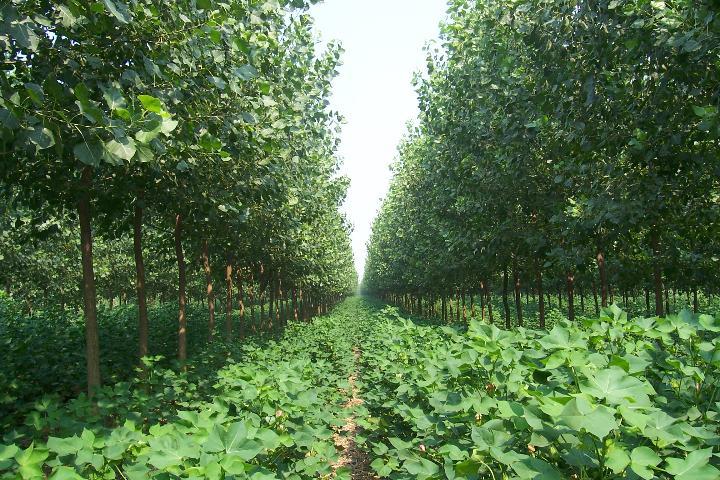 新一代速生抗虫杨—丹红杨植物非试管高效快繁技术快繁丹红杨