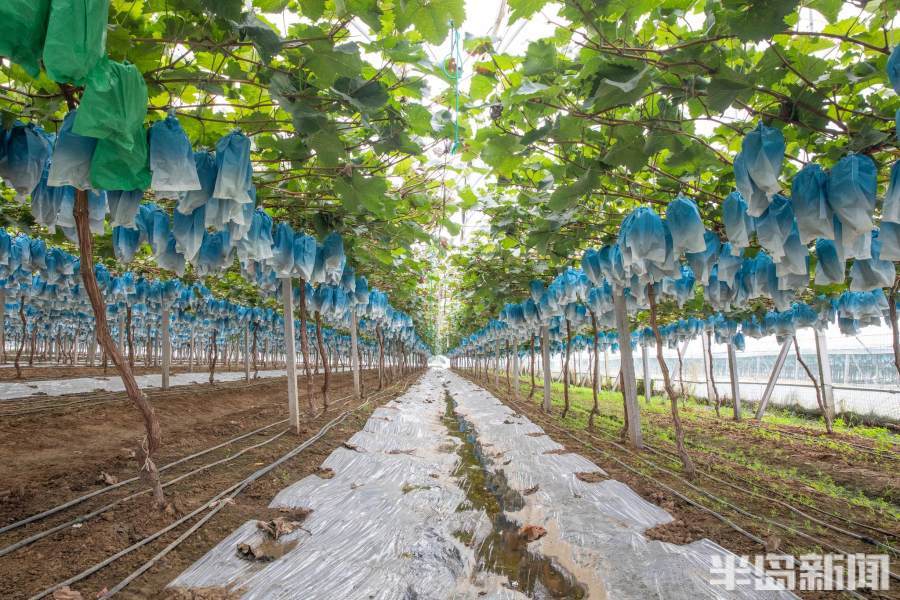 阳光玫瑰葡萄种植园位于大场镇丁家大庄西北,由镇上9个村与青岛创惠