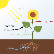 【科技驿站】温室作物生长的基础——了解植物生理