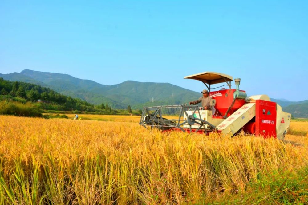 邵武人家里喊你回家收稻谷啦