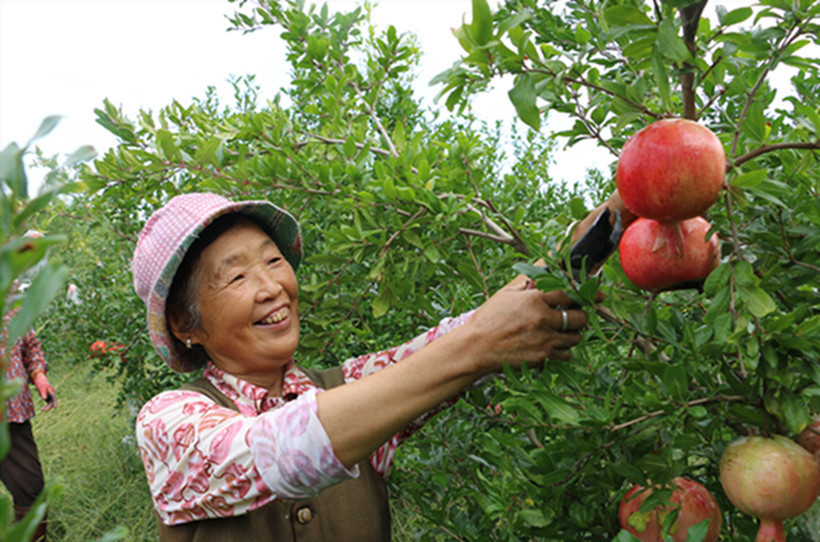 【丰收影像】陕西武功县:金秋时节采摘忙 农民笑开颜_腾讯新闻