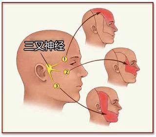 被牙疼给害了原来都是三叉神经痛惹的祸啊