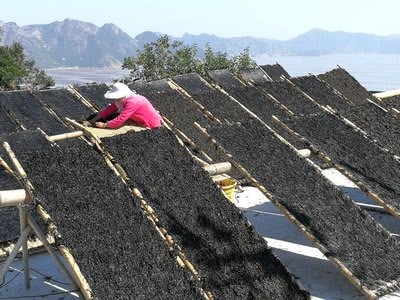 传说中的海苔究竟是不是紫菜