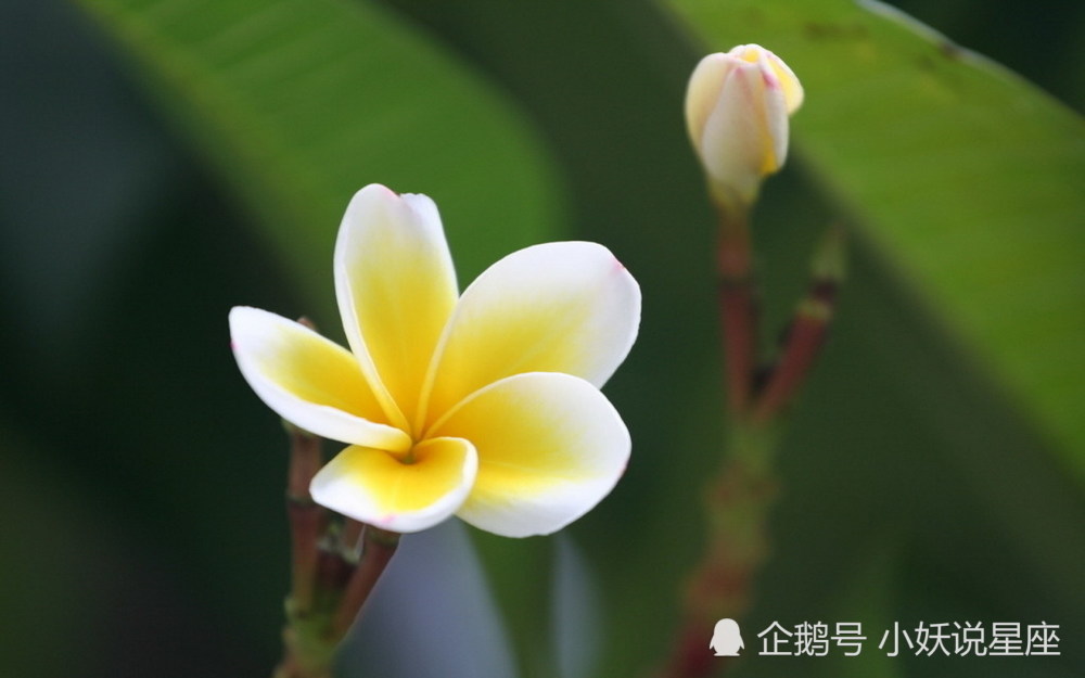 第95页 白羊座 慧敏星运