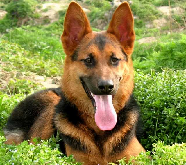 德牧有多优秀?看完这5点,你会很可惜为什么被禁养