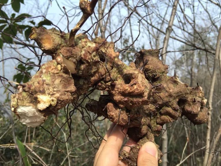 硬如石头的中草药金刚刺常常和美酒佳肴分不开为啥