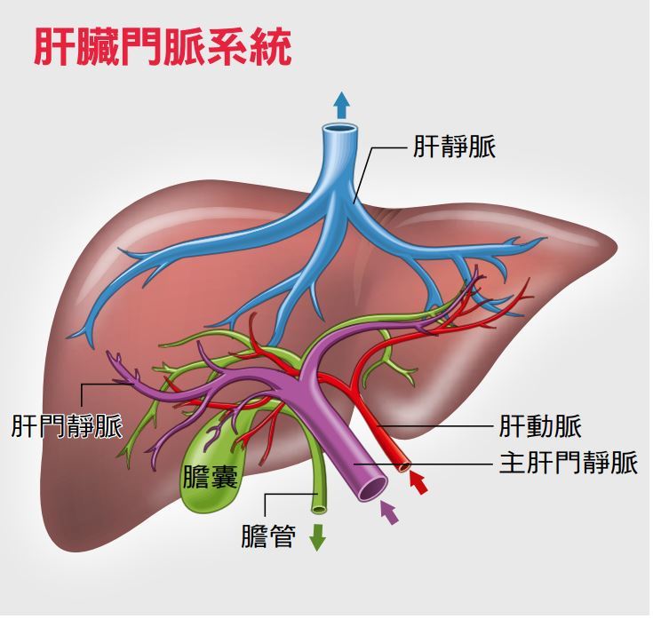 第一肝门位置图片图片