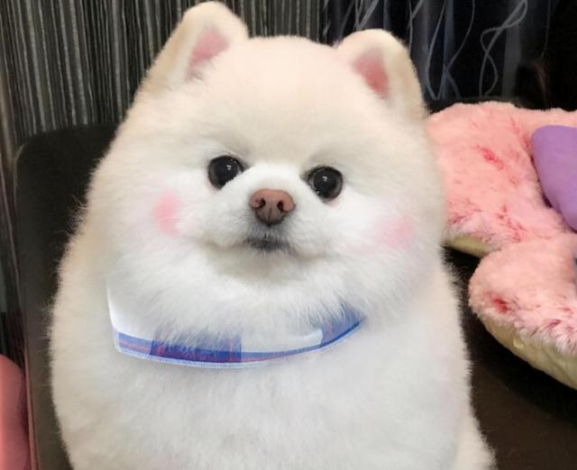 博美肠胃不好怎么办