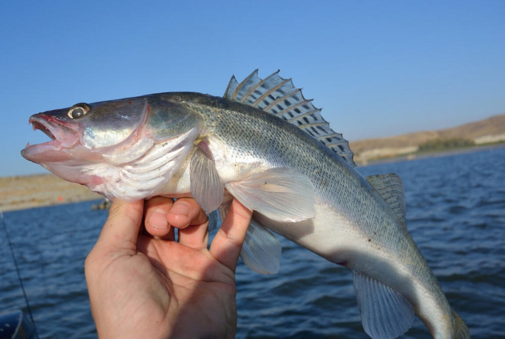 以上就是小编今天要跟大家分享的关于海鲈鱼和淡水鲈