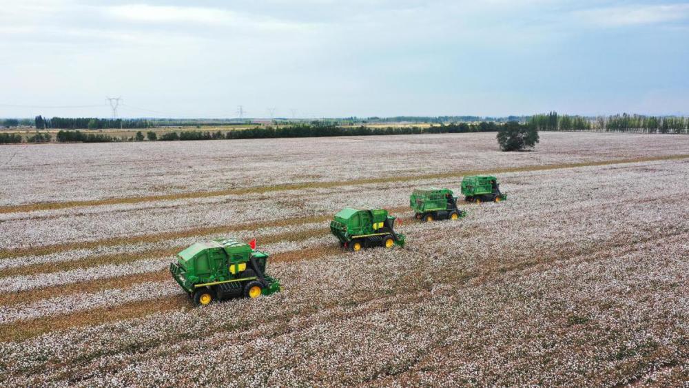 玛纳斯县73万亩棉花全面采收新型采棉机大显身手