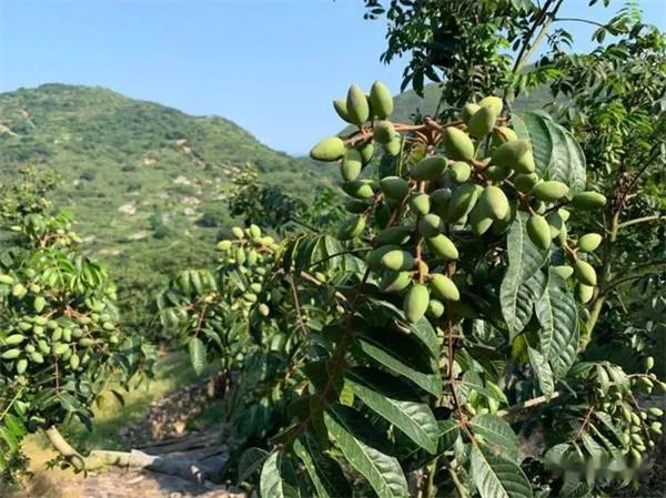 既是水果又入藥飽受長輩稱讚如今卻淪為野生成熟無人摘