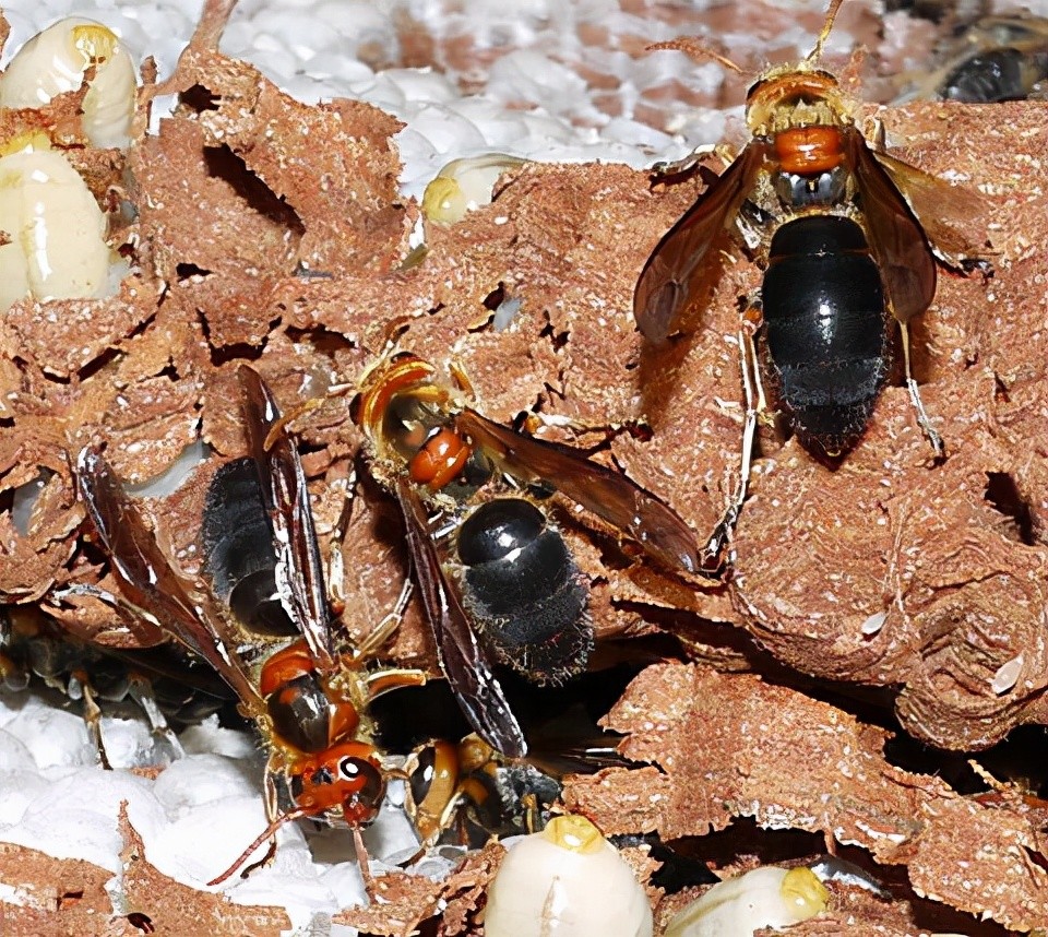 游七里蜂在江安一带声名狼藉,对胆敢靠近者无论是有意还是无意的,一律