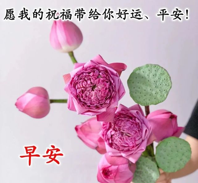 早上好朋友,最新最美祝福早上好的話語,早安問候女友的精彩圖片