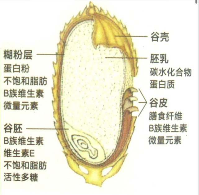 稻谷从外至内分为7层:谷壳,种皮层,谷皮层,胚芽层,糊粉层,胚层,胚乳层