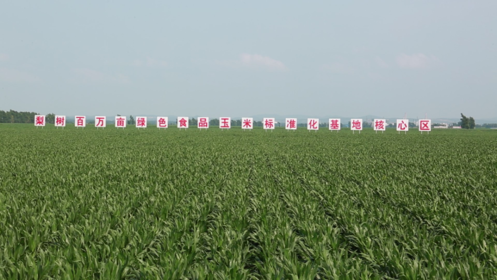 梨树县百万亩绿色食品玉米标准化基地核心区.