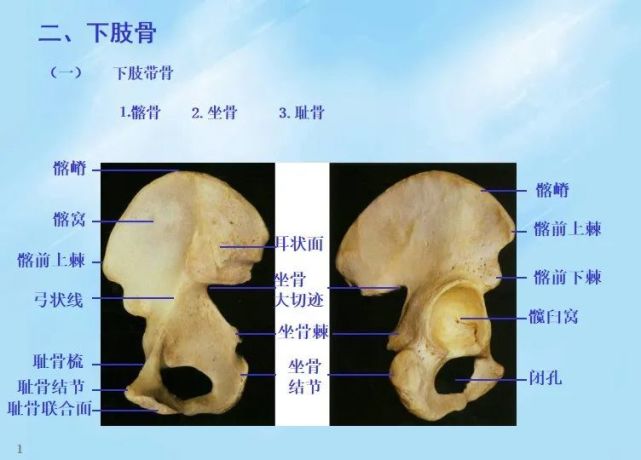 把截圖發給客服後可以免費領取:董氏針灸15節網課,宗筋療法6節網課