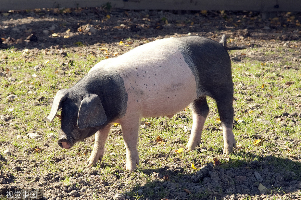 猪价不涨,猪市大面积下跌,北方猪价全面进入"5元时代"!