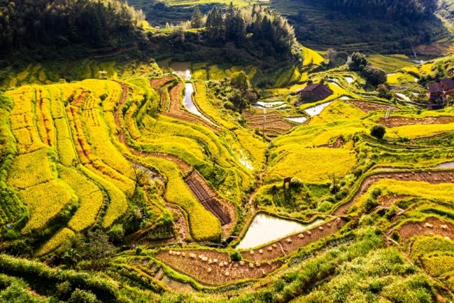 福建武夷山千亩金灿灿梯田扮靓乡村