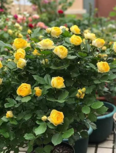 此款黄色微型月季,种一次年年开花,皮实好养颜值高,适合新手