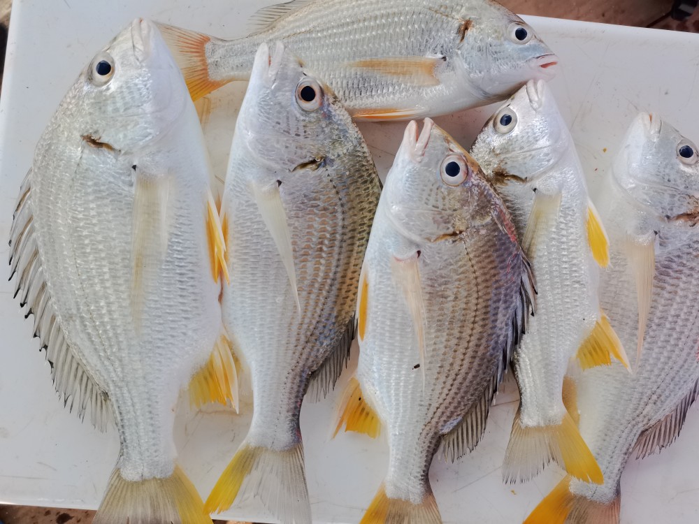 湛江职业钓鱼人,出海钓鱼一个月总结,渔获高达千斤,太过瘾了