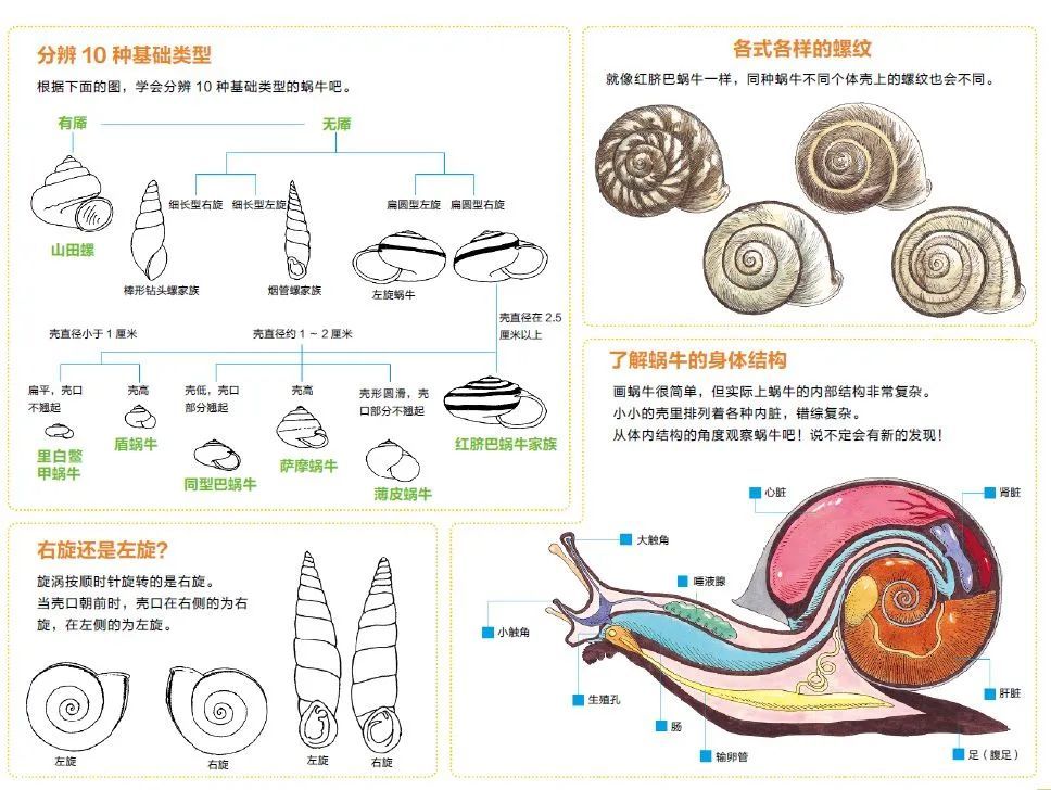 观往知来 贝壳和贝壳的制造者 二 贝类动物的分类学 腾讯新闻