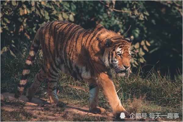 生肖虎9月30日迎来了这个吉后半生穷人翻身做富人