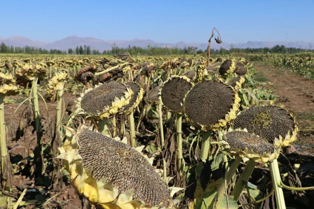 杭锦后旗团结镇党委书记石振银:"团结镇向日葵种植面积达到了10万亩