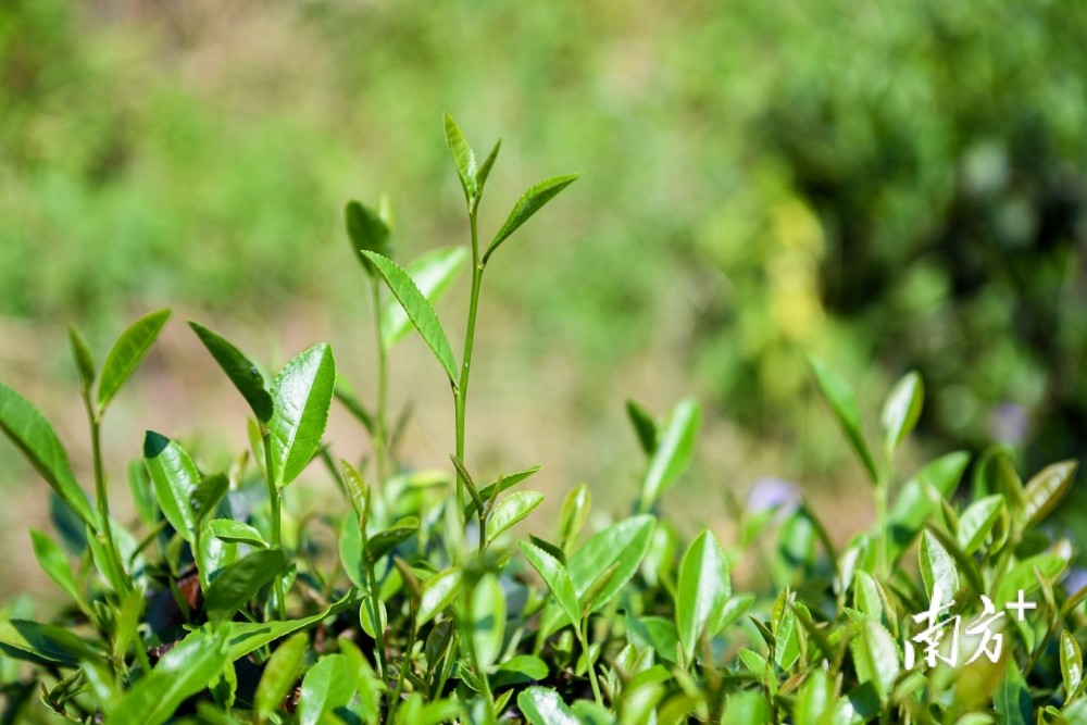 圖集秋茶開摘九月梅州梅縣區茶農採茶忙