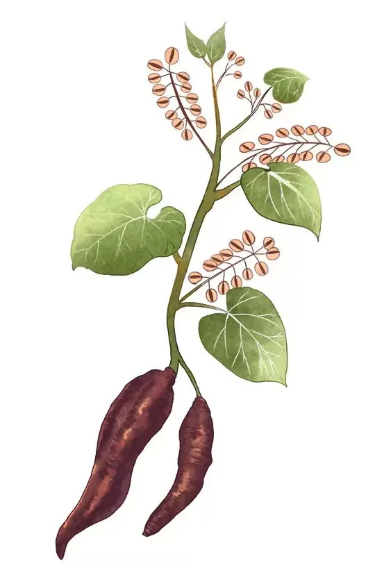 何首乌【方解】方中赤,白何首乌量大并用,补肝肾,乌须发,强筋骨;枸杞