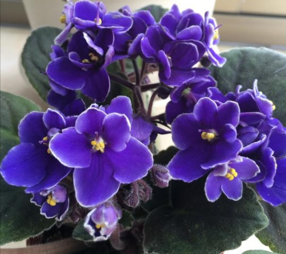 喜欢养花家里光照少,可选7种喜半阴花,漂亮还好养