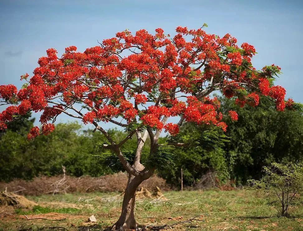 凤凰木适合在哪种植北方能种吗