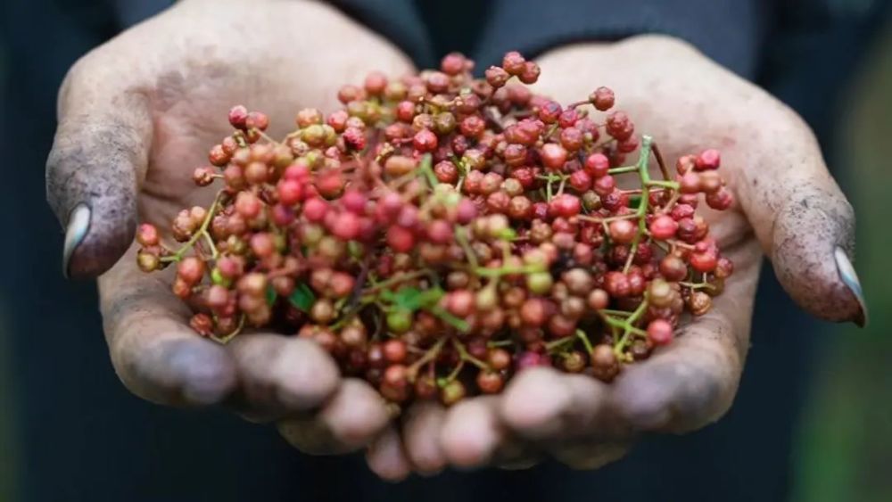 金字招牌汉源贡椒千年飘香的传奇香料