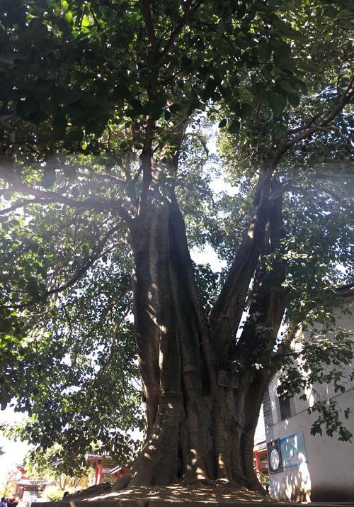 家中有五树子孙一直富 这个说法是空穴来风 这五棵树你家有吗 腾讯新闻