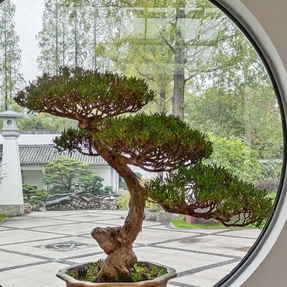上海植物园海派盆景精品展明日开幕国庆期间活动每天有