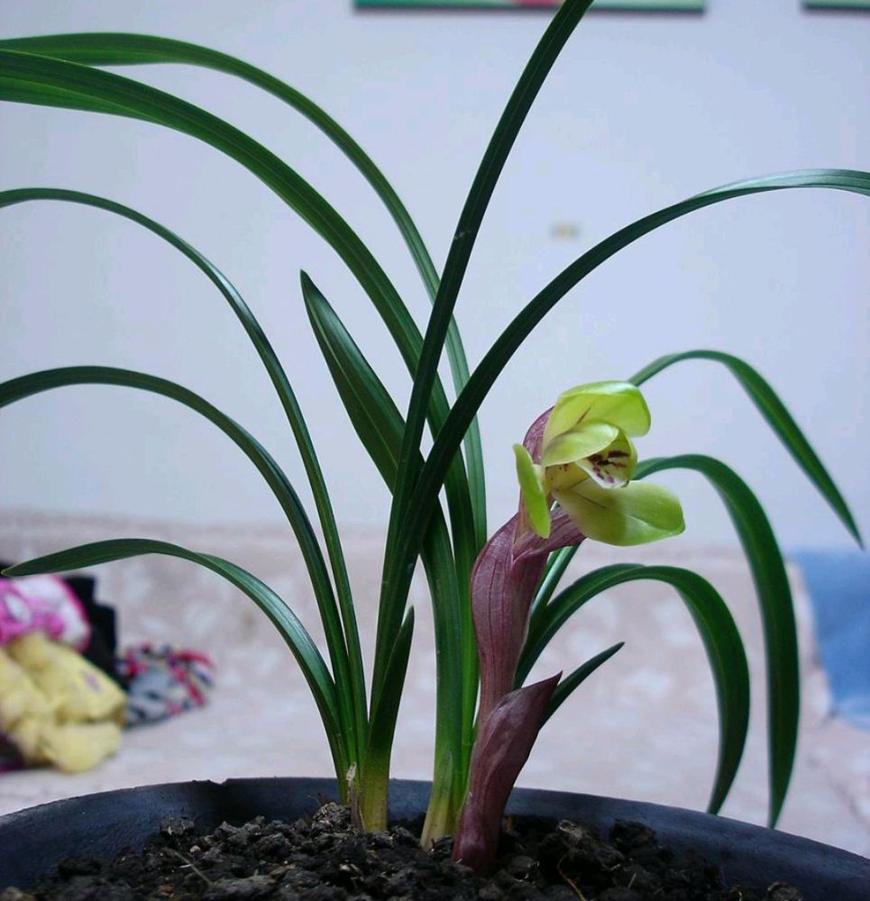 兰花的具体价格要根据品相而定,从几块钱到几万甚至十几万几十万的都