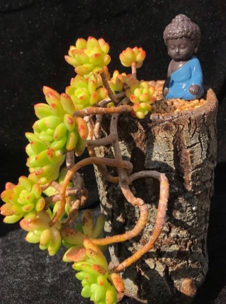 秋天养盆多肉春萌,叶片肥厚有光泽,颜色透黄状态好,养成小老桩