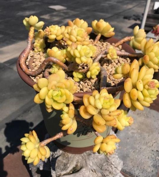 秋天养盆多肉春萌,叶片肥厚有光泽,颜色透黄状态好,养成小老桩