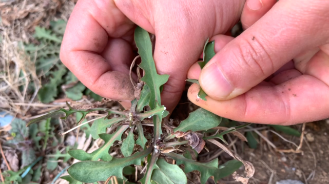 它是我们这里古今食用历史悠久,吃得最多的一种"苦菜",在困难时期救过