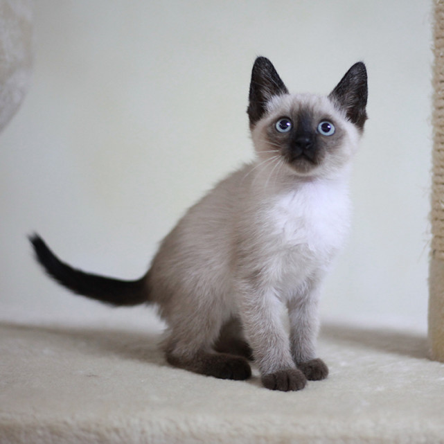 了解暹罗猫|喂养暹罗猫的注意事项