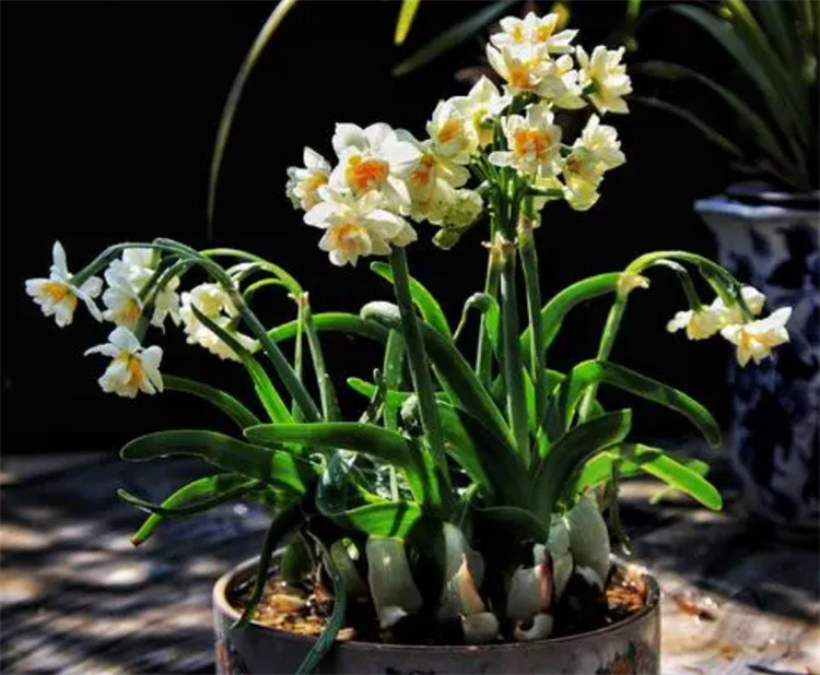 家居养春晚水仙花秋季开始养冷冬到来后小白花开满盆