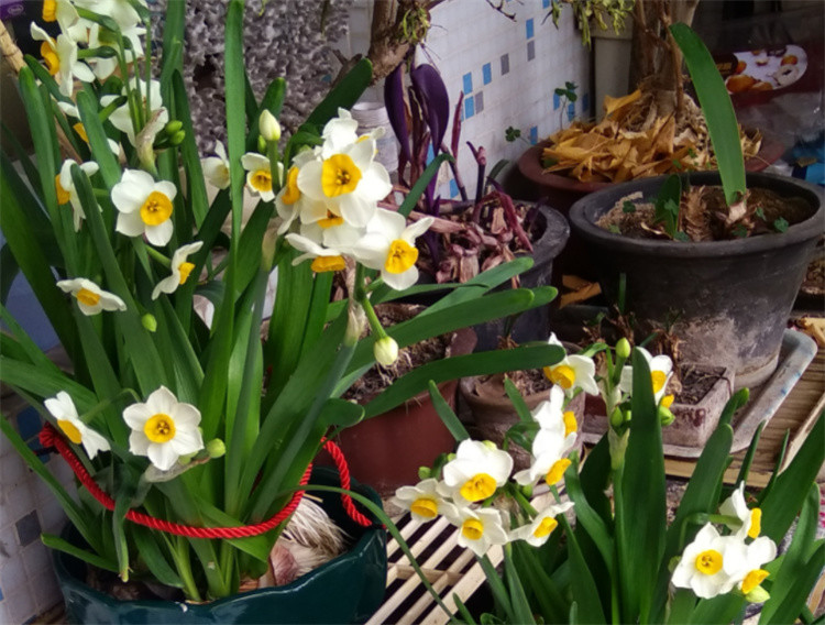 家居养春晚水仙花秋季开始养冷冬到来后小白花开满盆