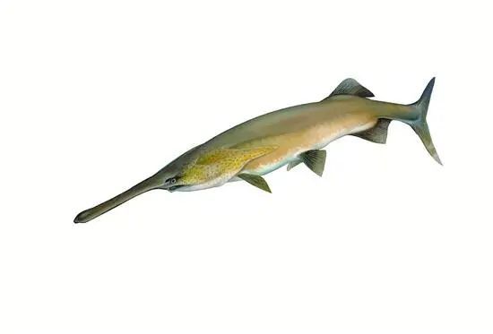 钱塘江捕到鸭嘴鱼渔业部门外来物种不能随便放生