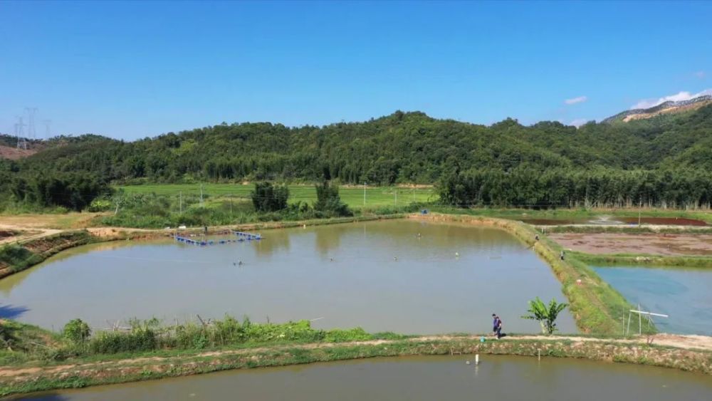 劳动创造幸福东源下屯村特色水产养殖掀起致富浪