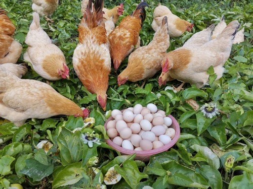 封开杏花鸡上央视啦网友隔着屏幕都馋哭了