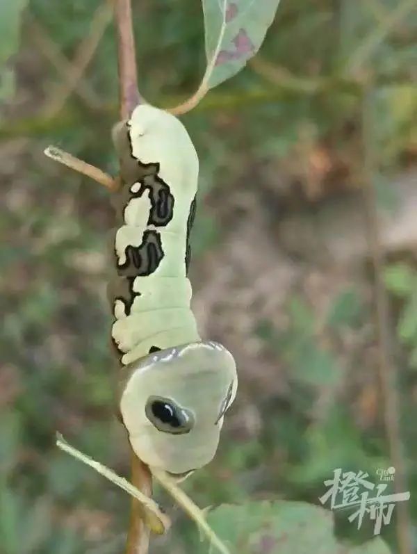 无尾凤蝶幼虫图片图片