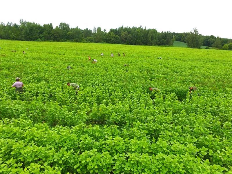 黑龍江林業報樺南深入挖掘藥食同源叫響紫蘇金字招牌