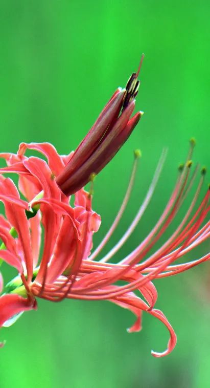 曼妙舒展的花型各种艳丽的花色略带玄妙的寓意让彼岸花带着一丝高冷小